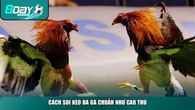 Việc soi kèo đá gà chuẩn đòi hỏi kỹ năng quan sát và phân tích thông tin 